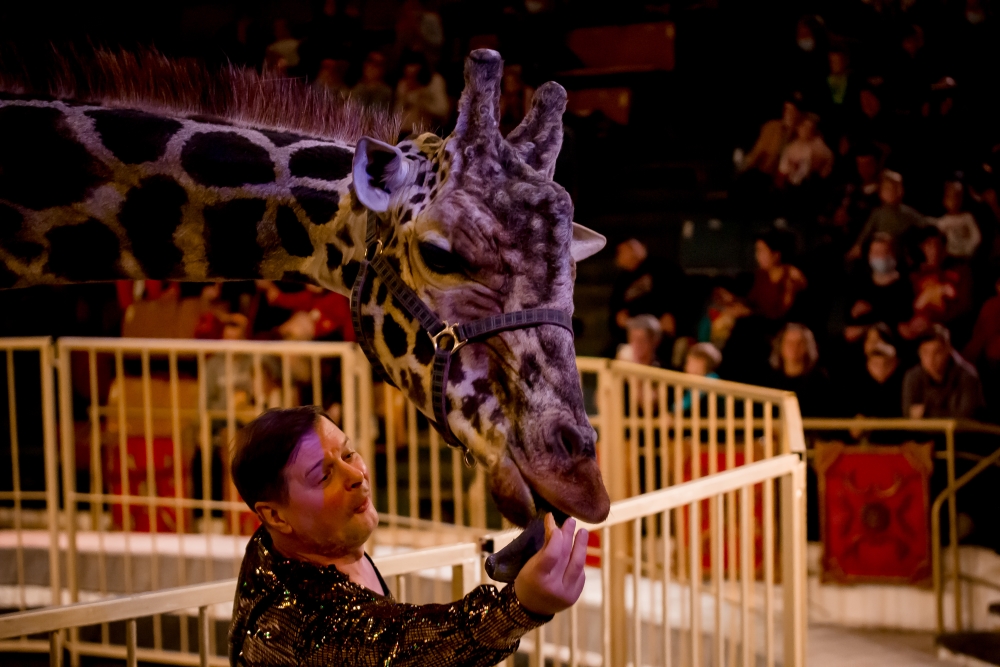 Цирк иваново жираф шоу. Жираф шоу в цирке в Омске. Жираф шоу. Жираф шоу Пенза. Жираф шоу Иваново.